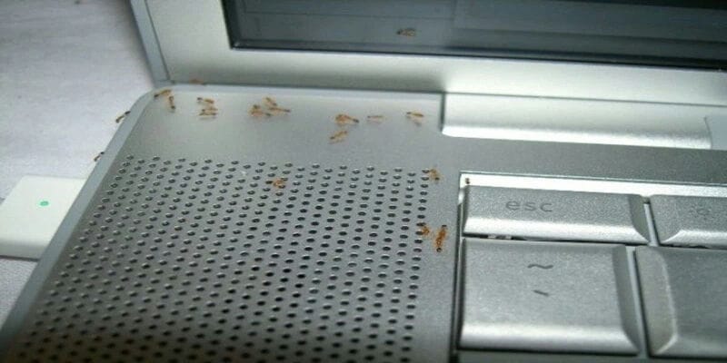 Kiến Bò Vào Laptop Có Nguy Hiểm Không?